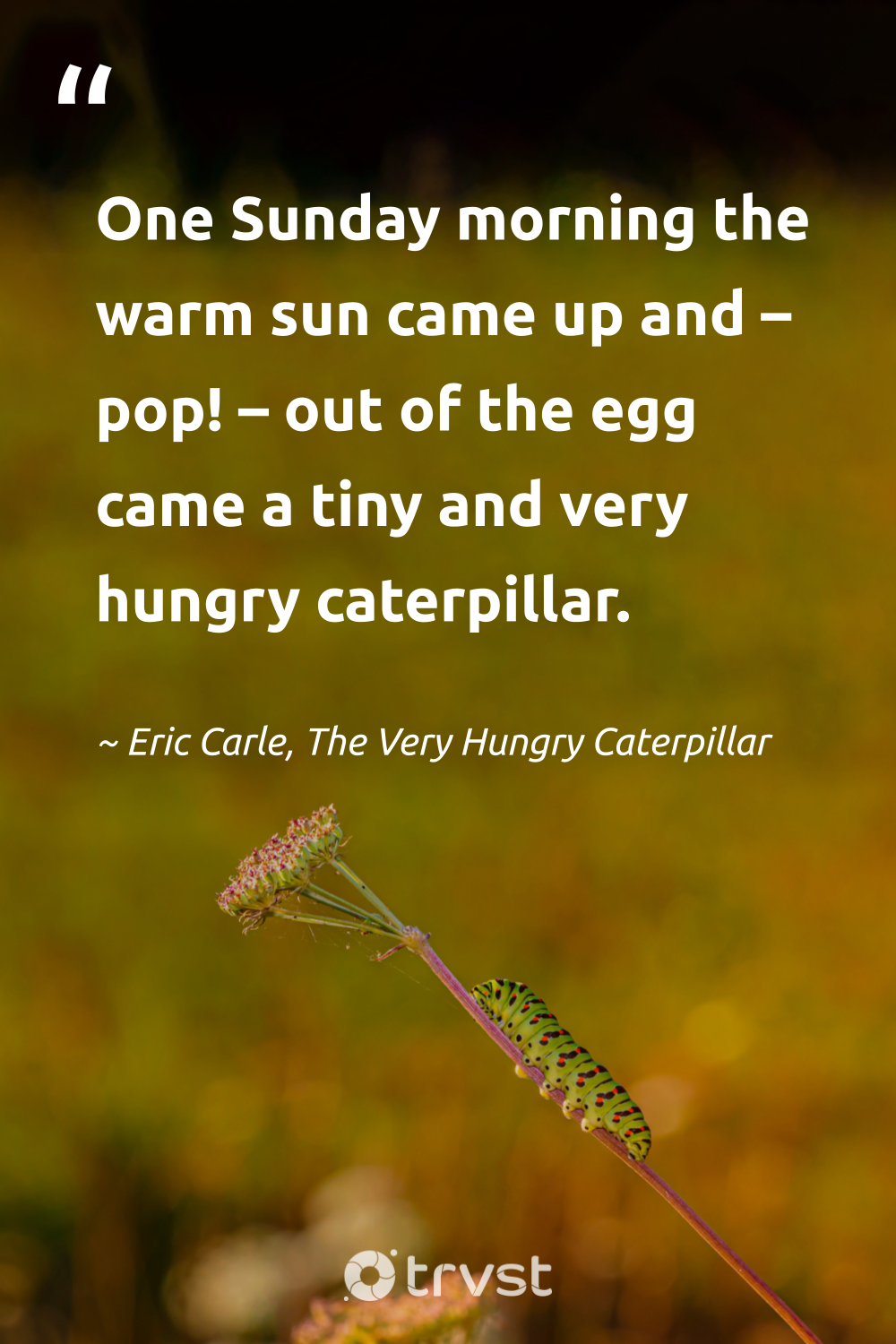 31-caterpillar-quotes-about-transformation-and-more-2024