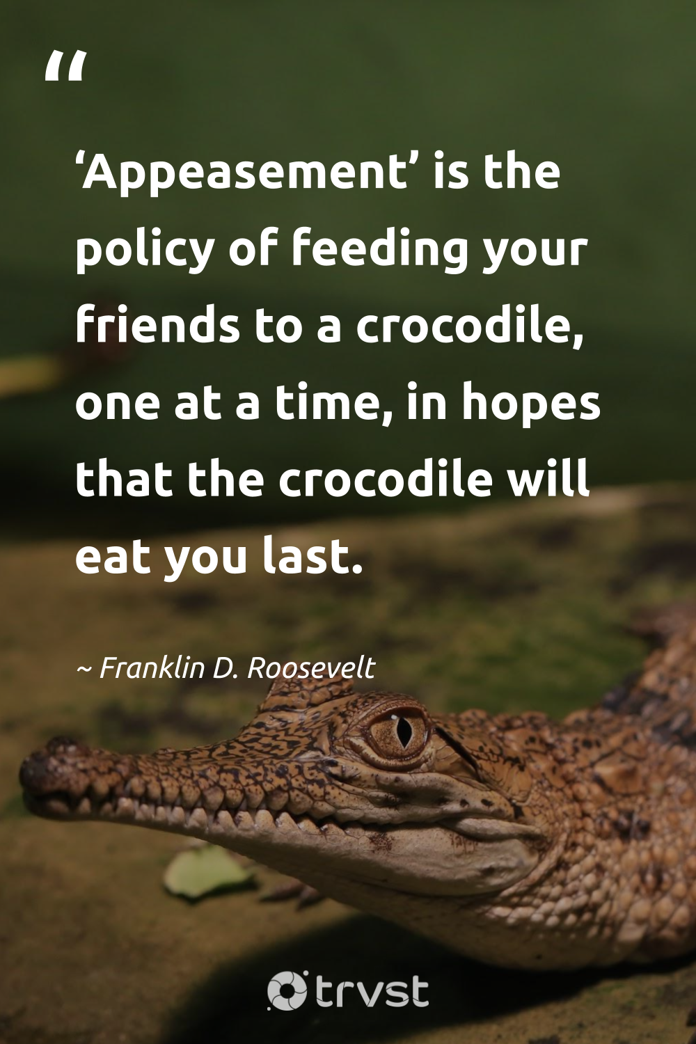 18 Crocodile Quotes About The Mighty Reptiles
