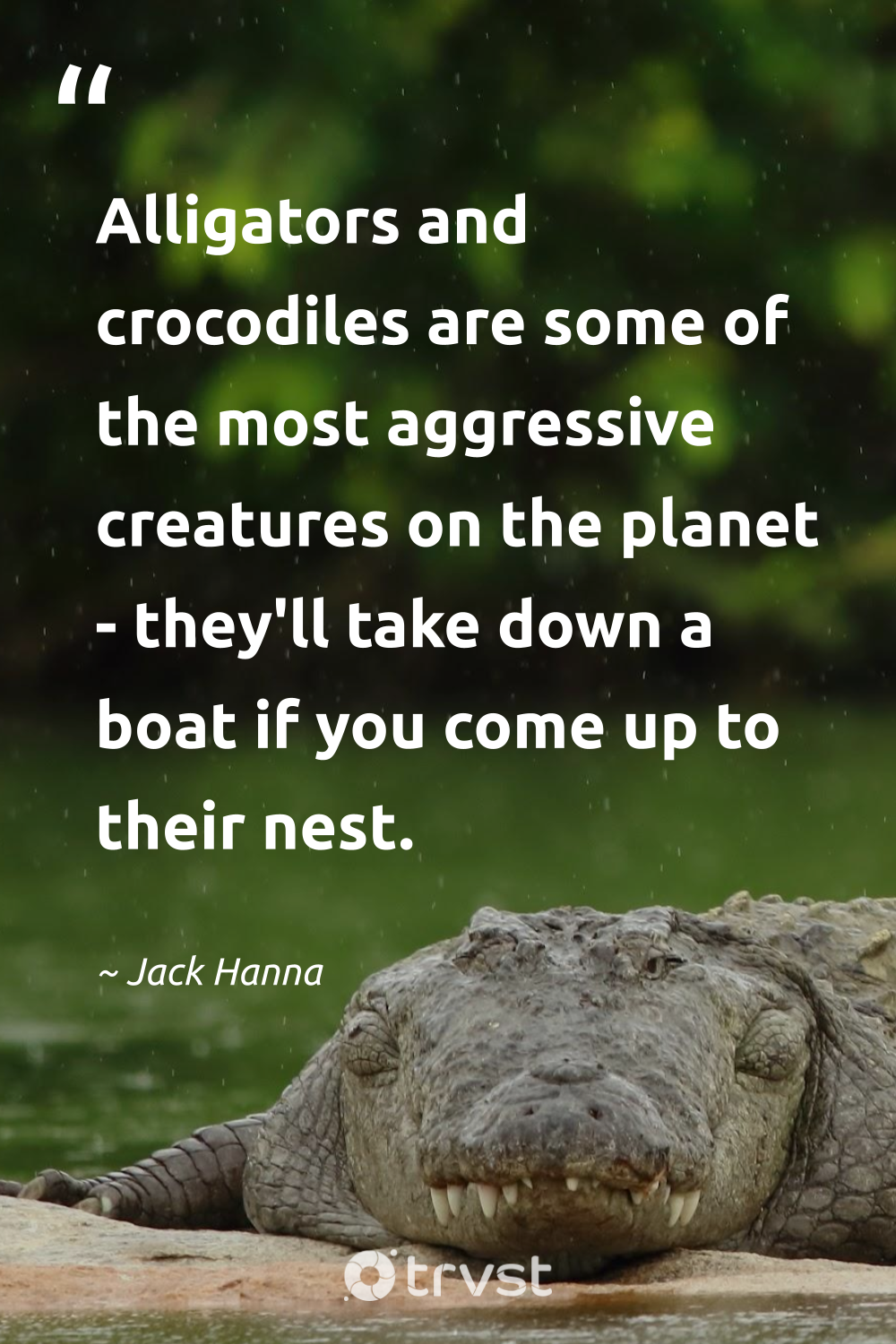 18 Crocodile Quotes About The Mighty Reptiles